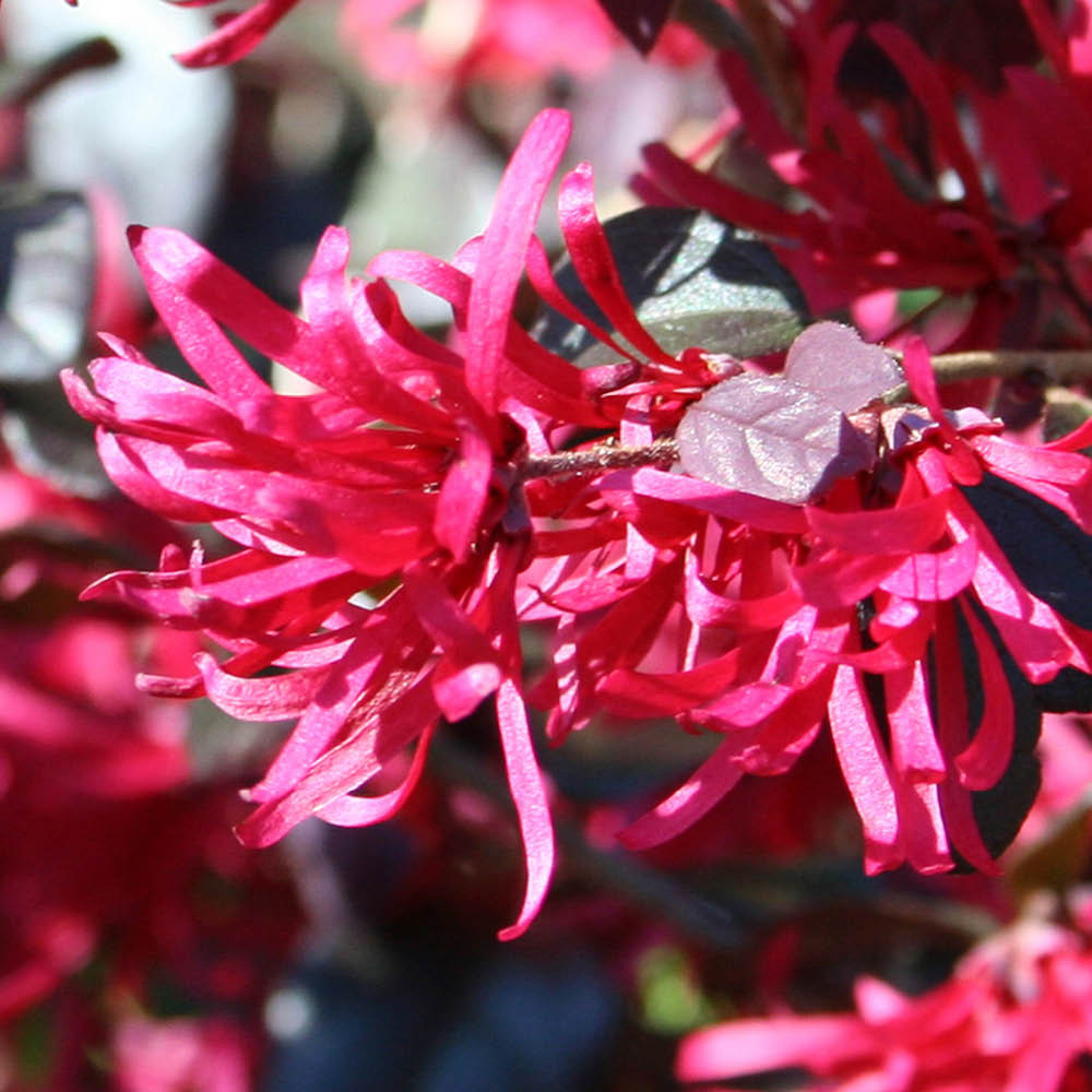 YouGarden Loropetalum Black Pearl Plant Pot 15cm Image 2
