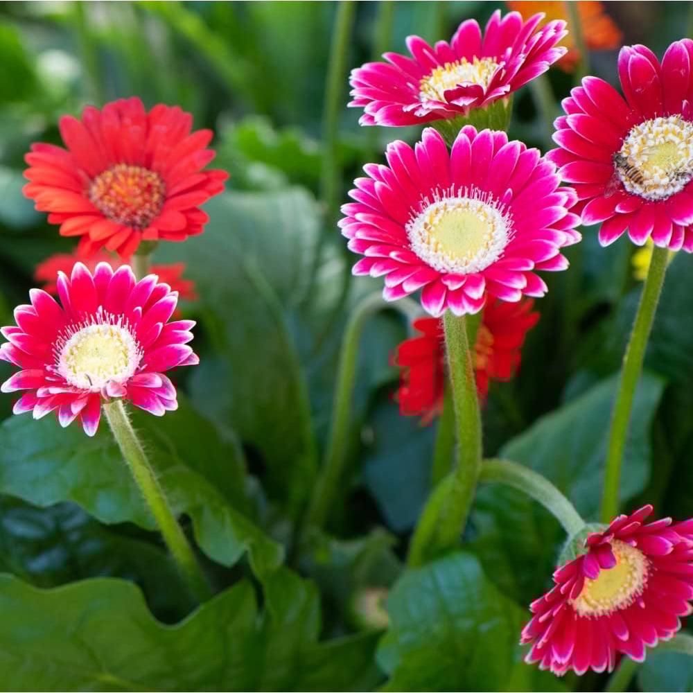 Thompson and Morgan Gerbera Garvinea Cheeky Magenta Potted Plant 7cm Image 7