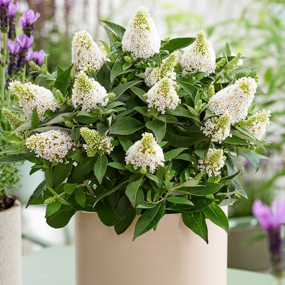 YouGarden Buddleia Little Rock Stars White Plant Pot 9cm 3 Pack Image 1