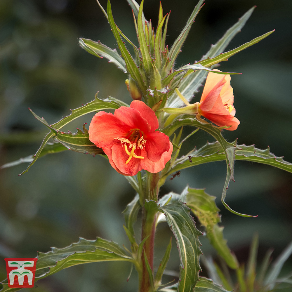 Thompson & Morgan Oenothera Versicolor Sunset Boulevard Seeds Image 2