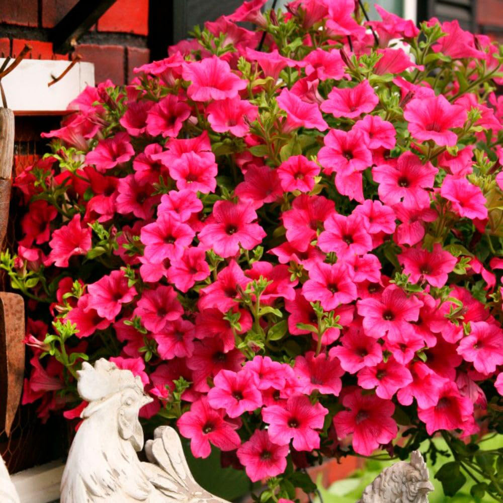 Thompson and Morgan Petunia Hot Pink Trailing Surfinia Postiplug Plant 10 Pack Image 2