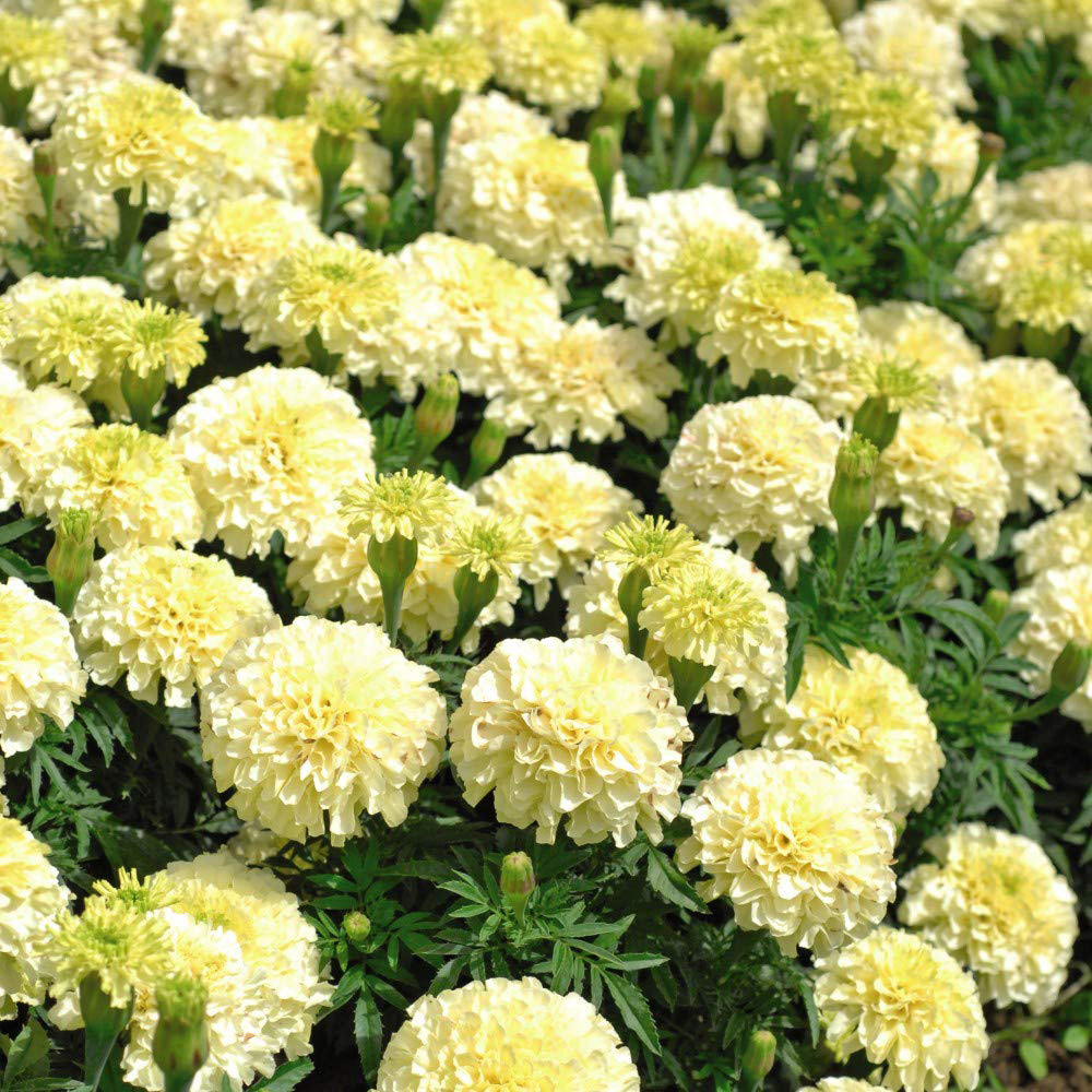 Thompson and Morgan Marigold French Vanilla Garden Ready Plant 30 Pack Image 4