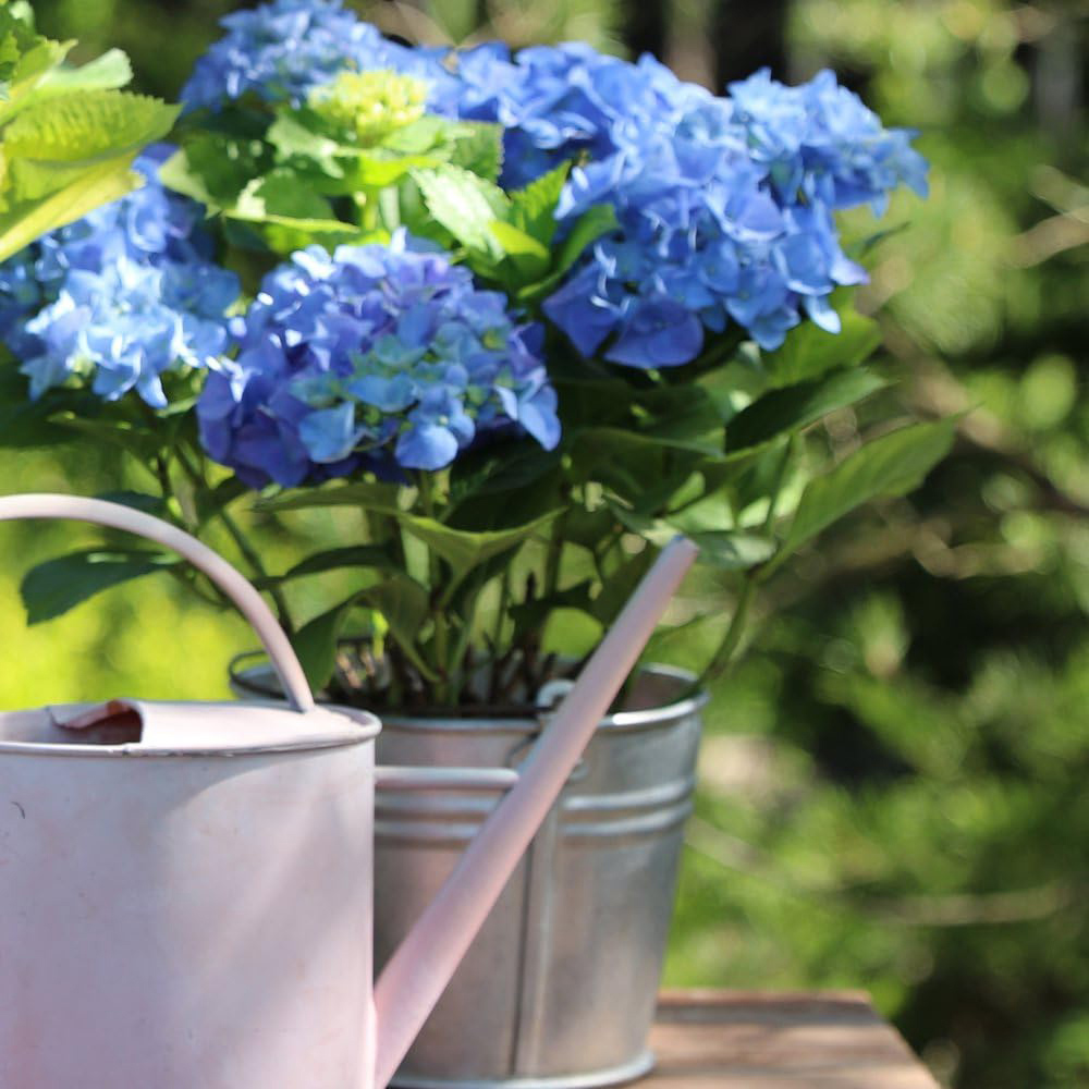 Thompson and Morgan Hydrangea Early Blue Plant Pot 10.5cm Image 3