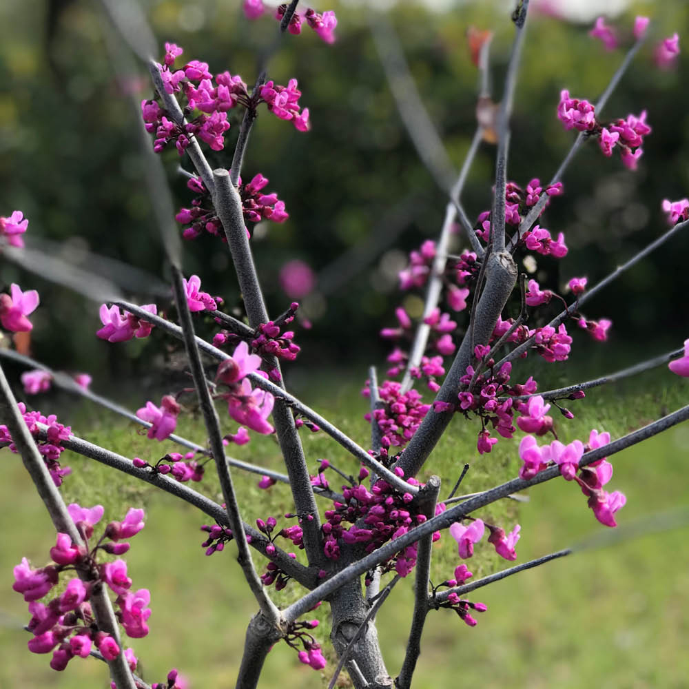 YouGarden Eastern Redbud Cercis Canadensis Merlot Plant Pot 9cm 3 Pack Image 2