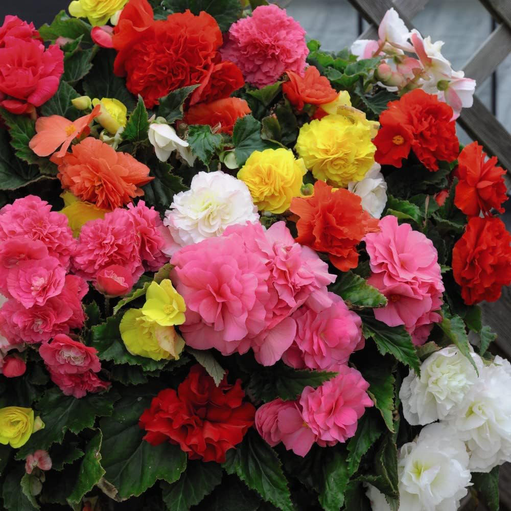 Thompson & Morgan Begonia Nonstop Mixed Tuber 40 Pack Image 1