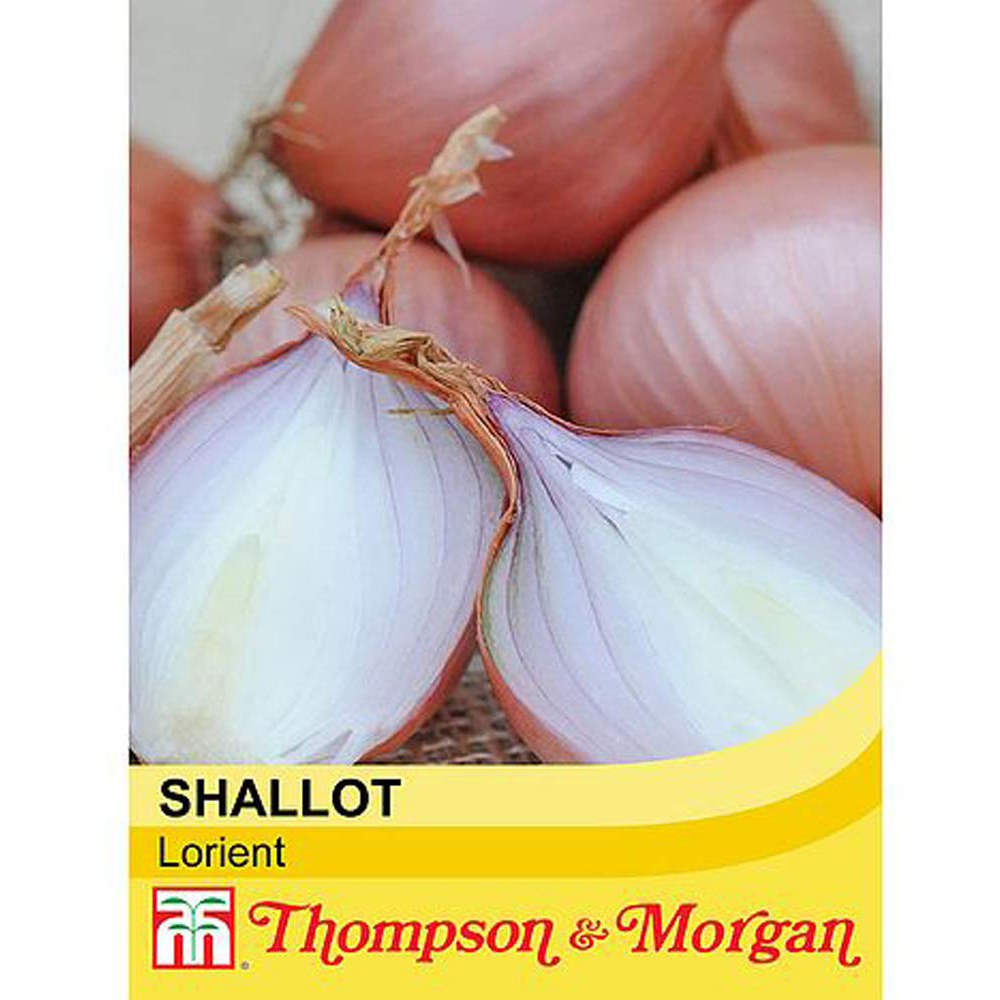 Thompson & Morgan Shallot Lorient Seeds Image 2