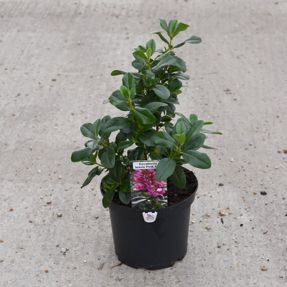 Thompson and Morgan Escallonia Laevis Pink Elle Plant Pot 9cm 2 Pack Image 7