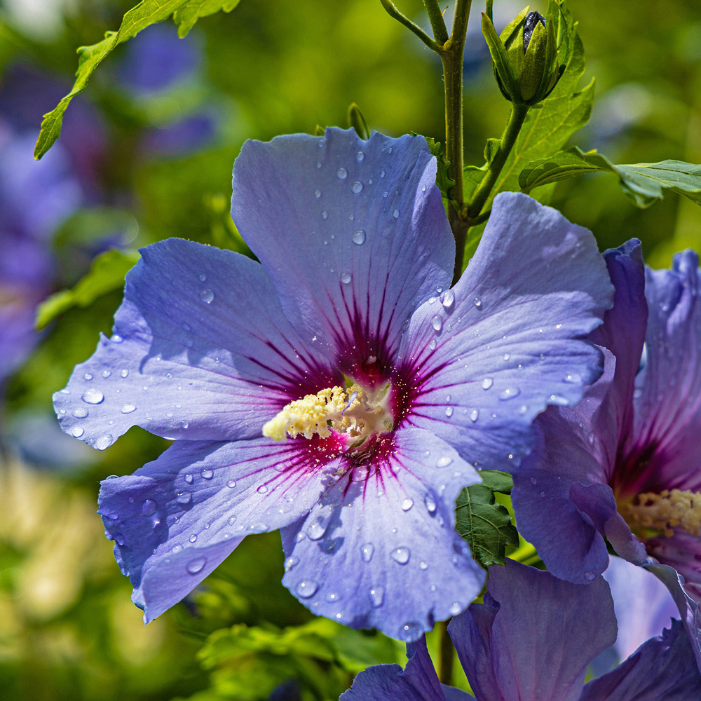 YouGarden Hibiscus Tricolour Bush Plant Pot 4.6L Image 3
