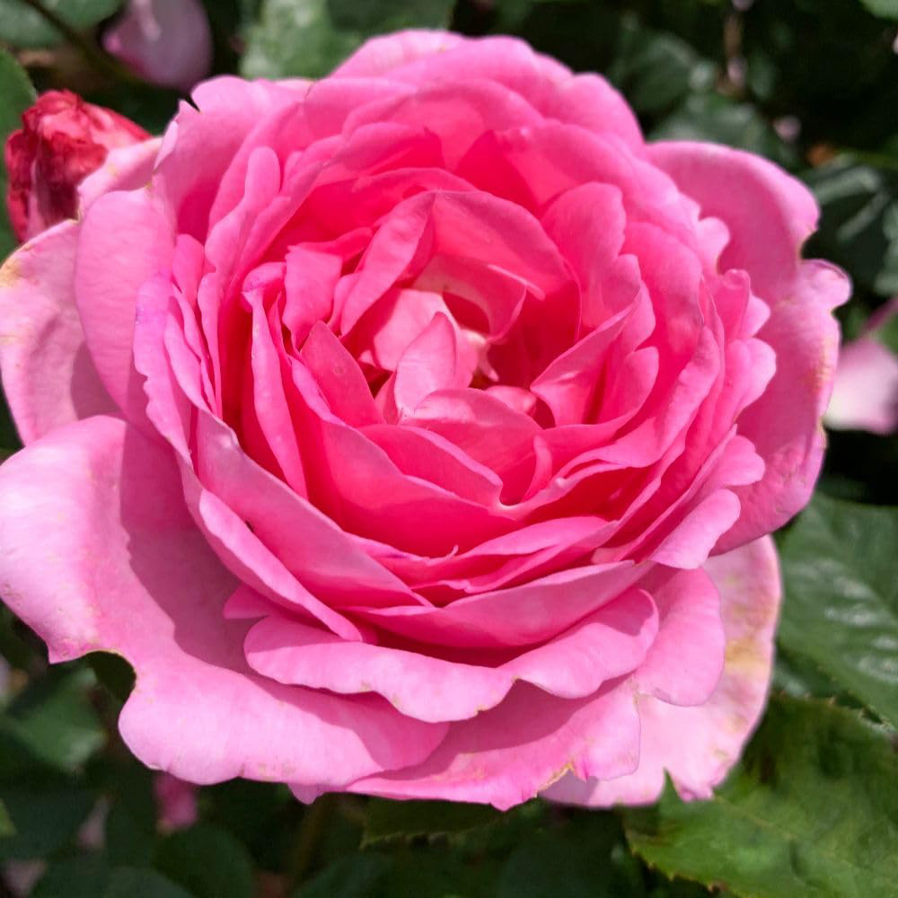 Thompson and Morgan Rose Mum in a Million Bare Root 2 Pack Image 1