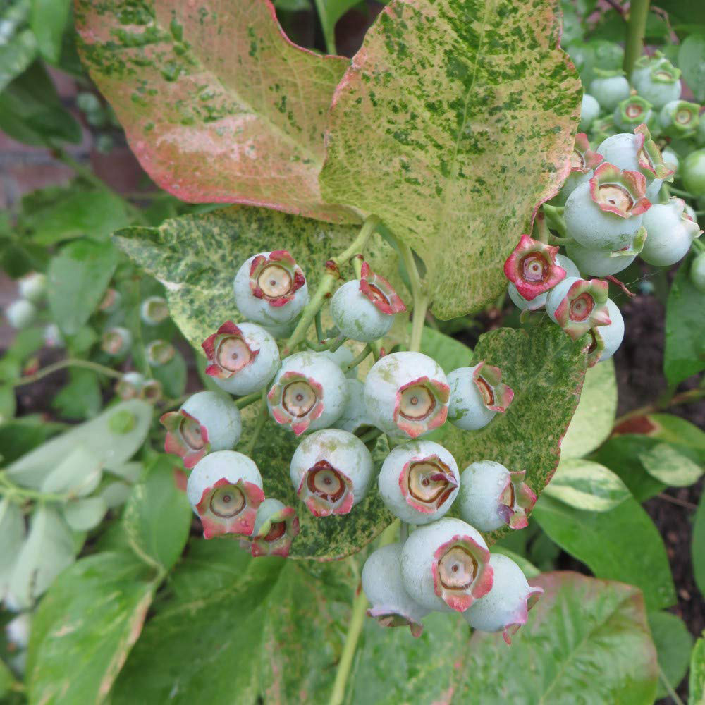 Thompson and Morgan Blueberry Vaccinium Flamingo Plant Pot 9cm Image