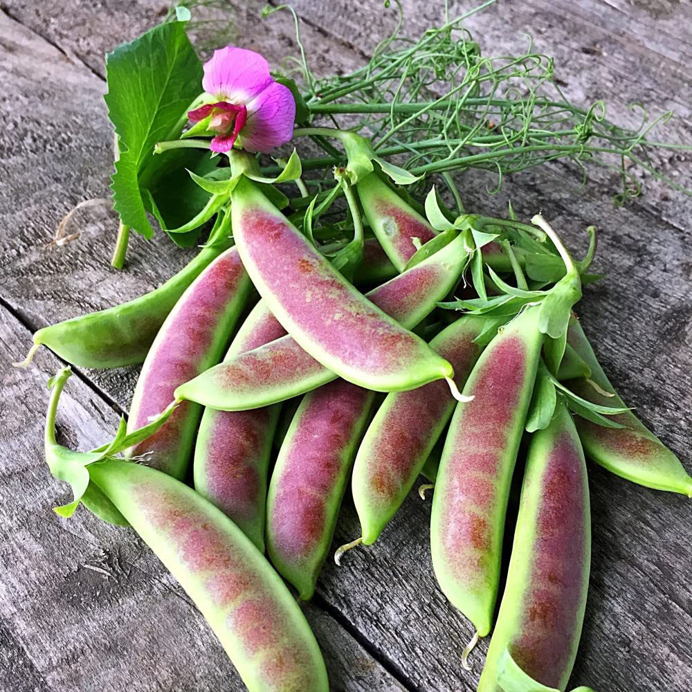 Thompson and Morgan Pea Spring Blush Mangetout and Sugar Snap Multi-Sown Plant 15 Cell Tray Image 2