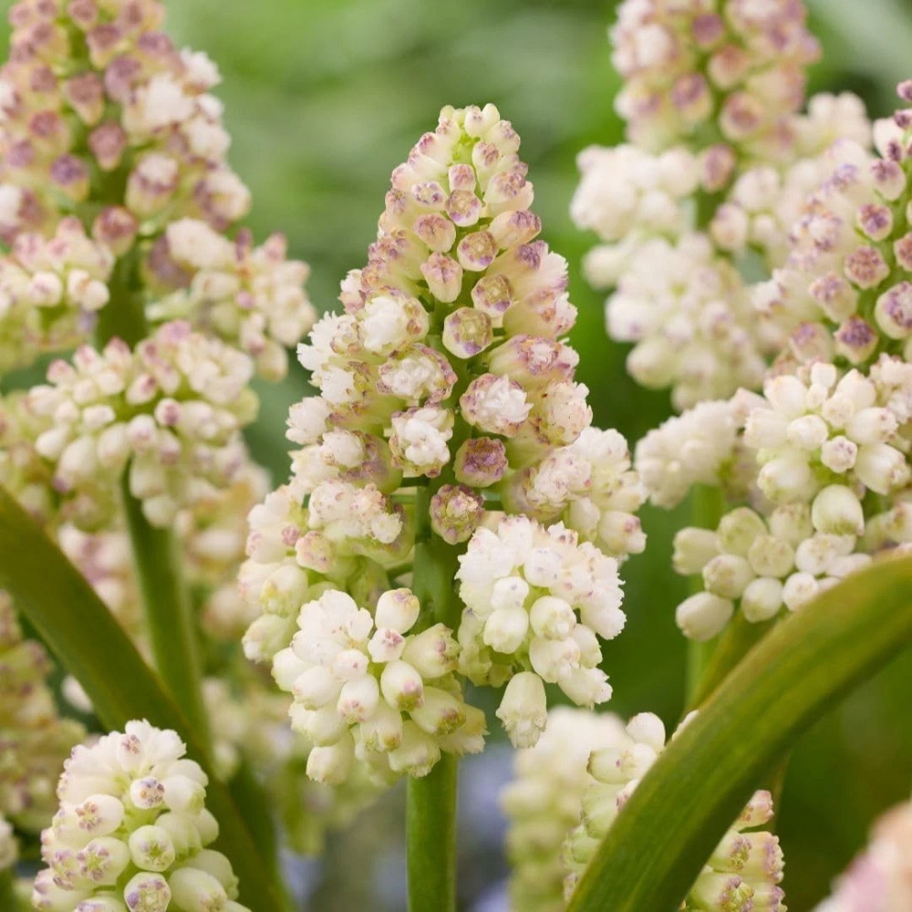 Thompson and Morgan Muscari Lady Madonna Autumn Planting Bulb 8 Pack Image 1