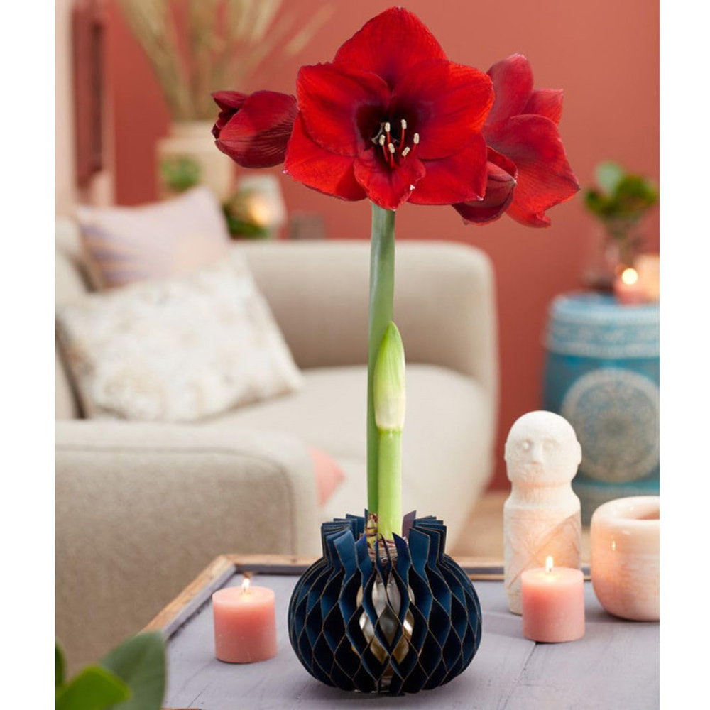 Thompson and Morgan Red Amaryllis Jolie Planting Bulb in Mix Sleeve 3 Pack Image 5