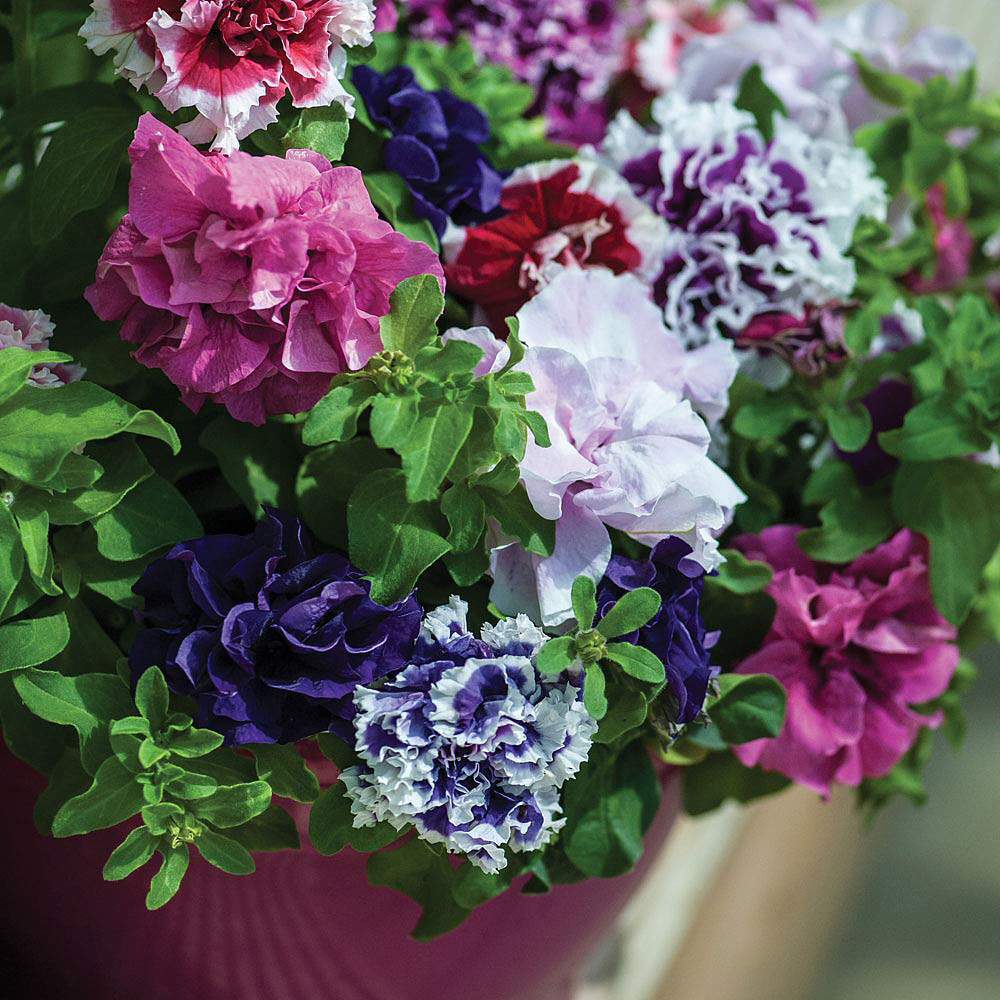Thompson and Morgan Petunia Double Orchid Flowered Garden Ready Plant 30 Pack Image 2