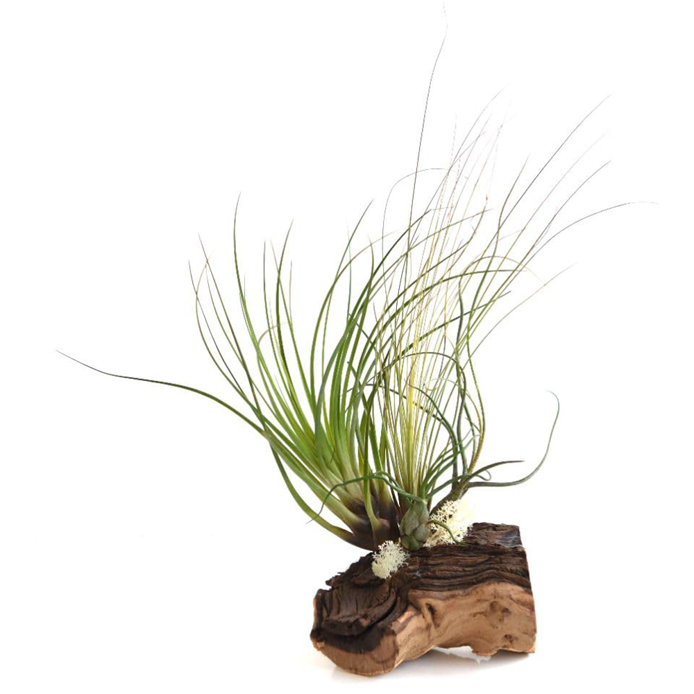 Thompson & Morgan 4 Air Plants on Bog Wood 2 Pack Image 2