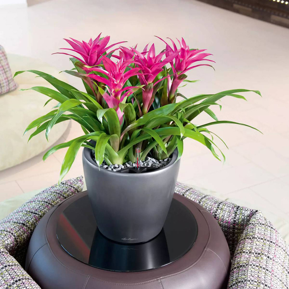 Lechuza Classico Black Polyresin Self Watering Planter 21cm 2 Pack Image 4