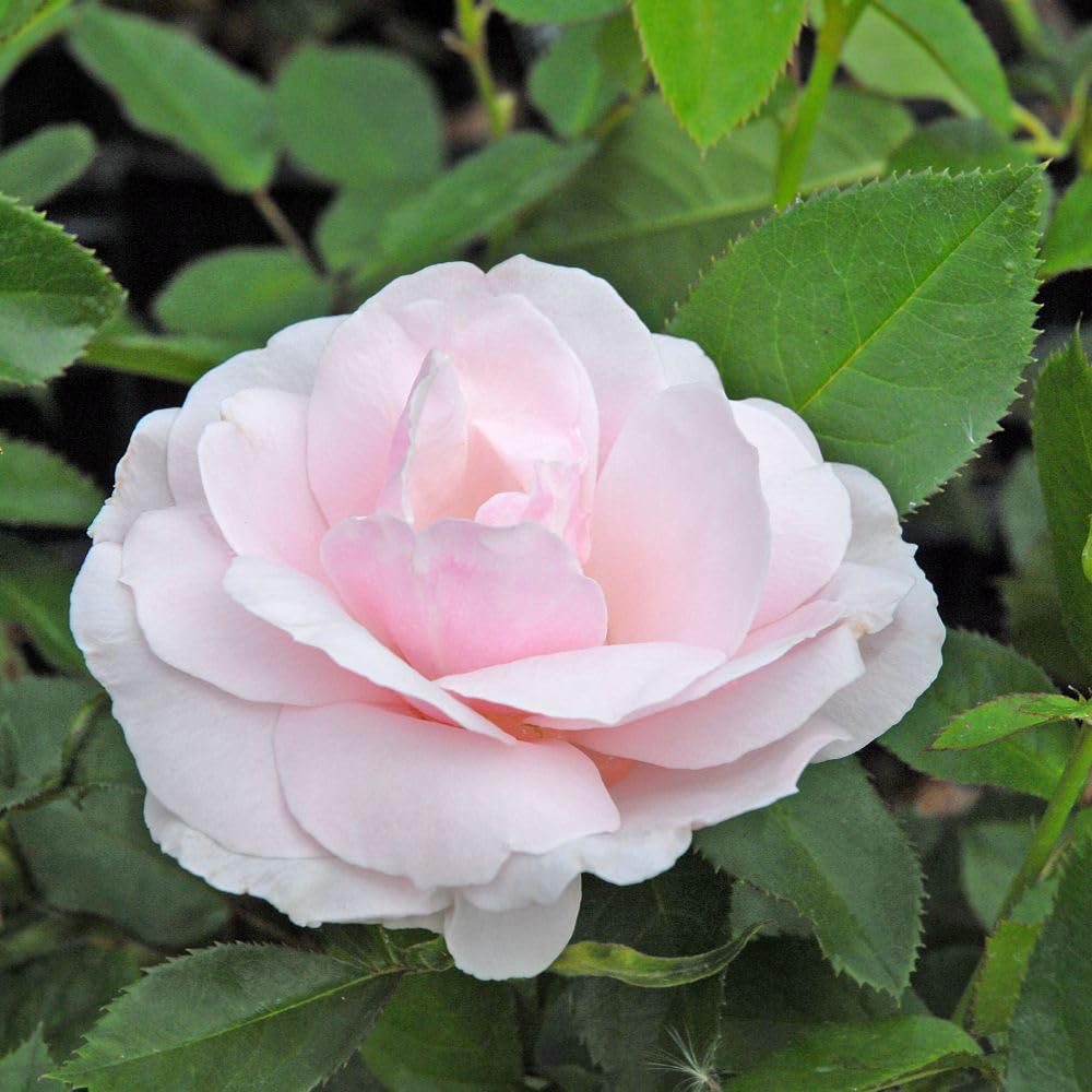 Thompson and Morgan Rose Bush Many Happy Returns Bare Root 2 Pack Image 1