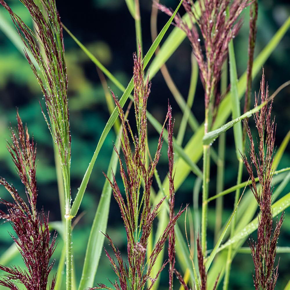 Thompson and Morgan Phragmites Australis Plant Pot 9cm 2 Pack Image 2