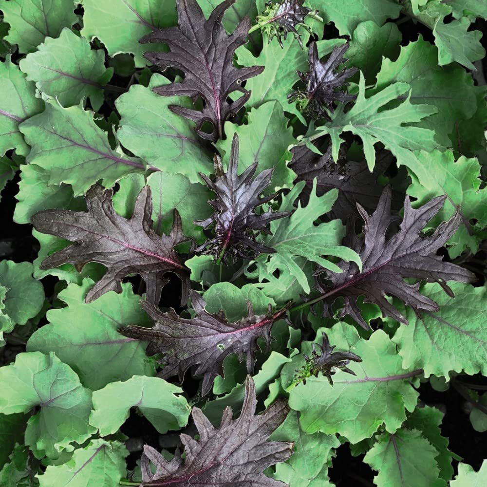 Thompson & Morgan Kale Babyleaf Mix Seed Packet Image 2