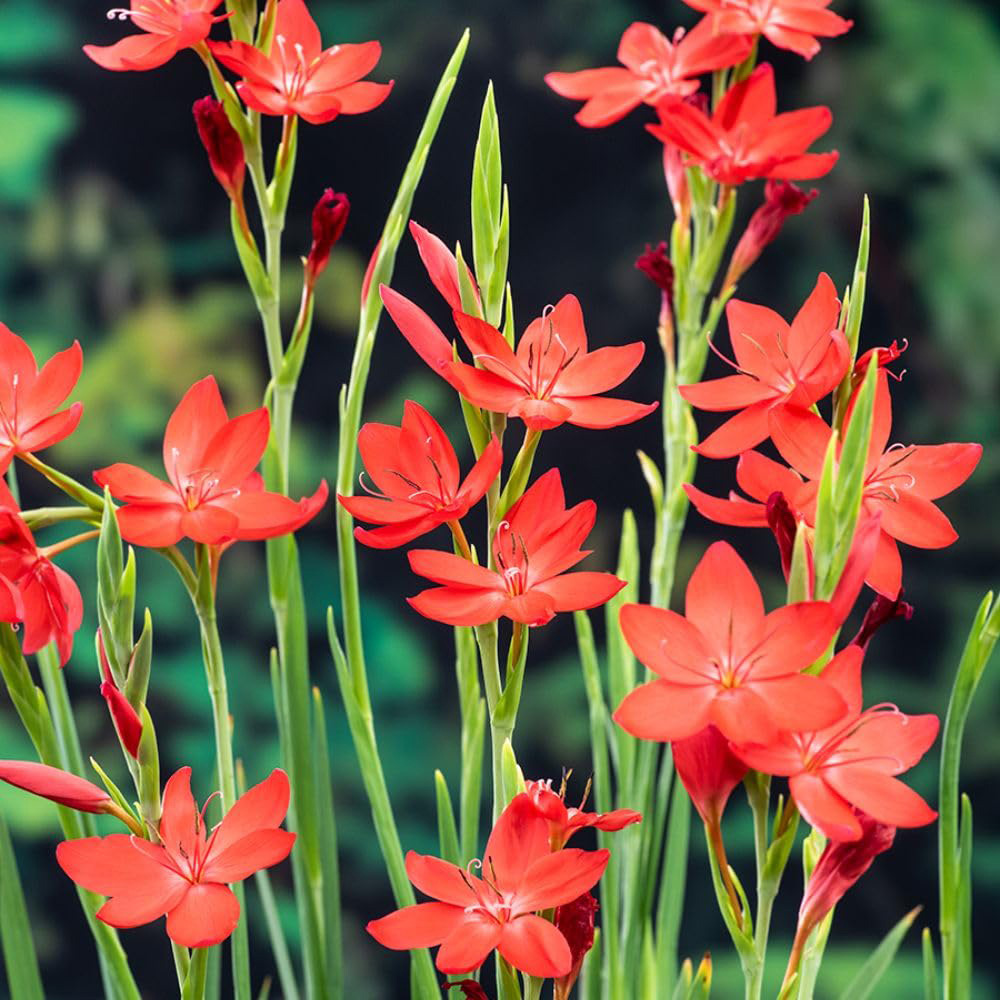 Thompson and Morgan Schizostylis Coccinea Major Plant Pot 9cm 3 Pack Image 3