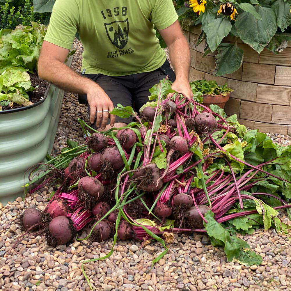 Thompson and Morgan Beetroot Beta Vulgaris Jolie F1 Seeds Image 3
