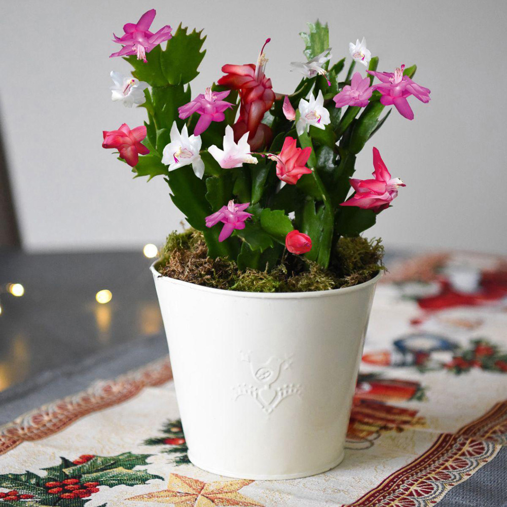 Thompson and Morgan Christmas Gift Cactus Multicoloured Plant Pot 13cm 2 Pack Image 1
