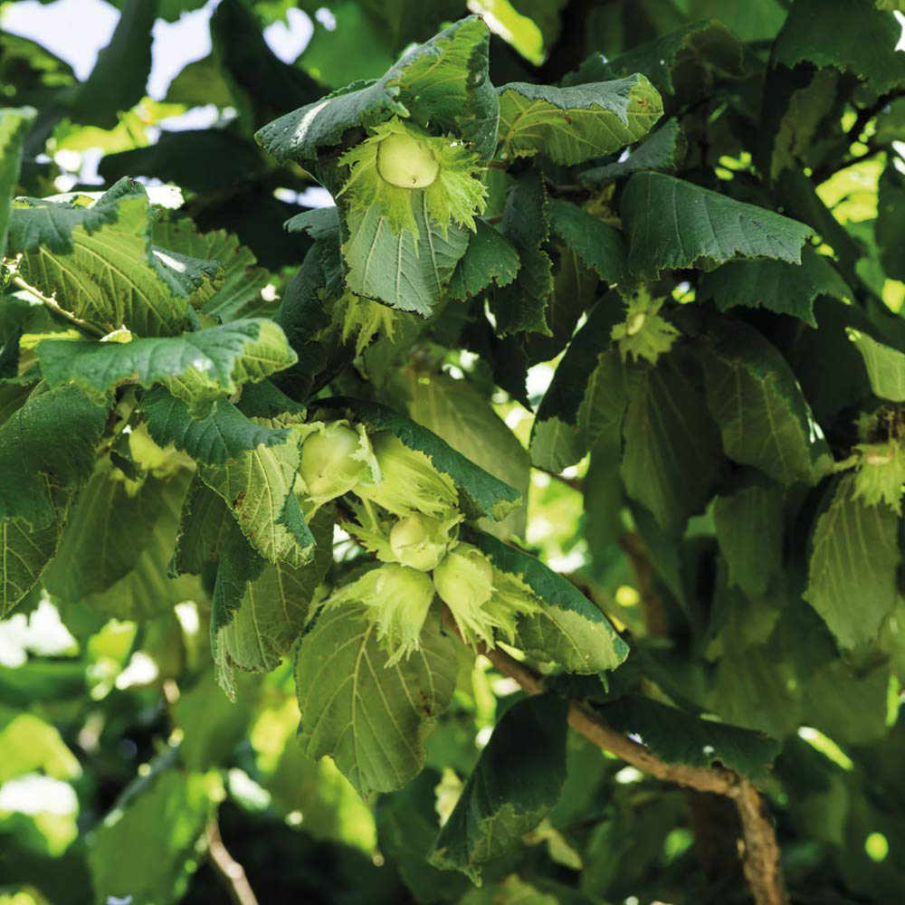 Thompson and Morgan Corylus Avellana Contorta Plant Pot 4L 2 Pack Image