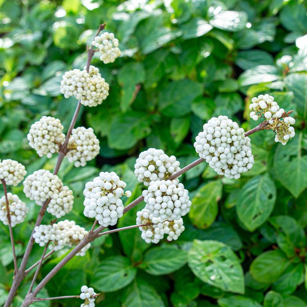 Thompson and Morgan Callicarpa Bodinieri Magical Snowstar Plant Pot 3L Image 1