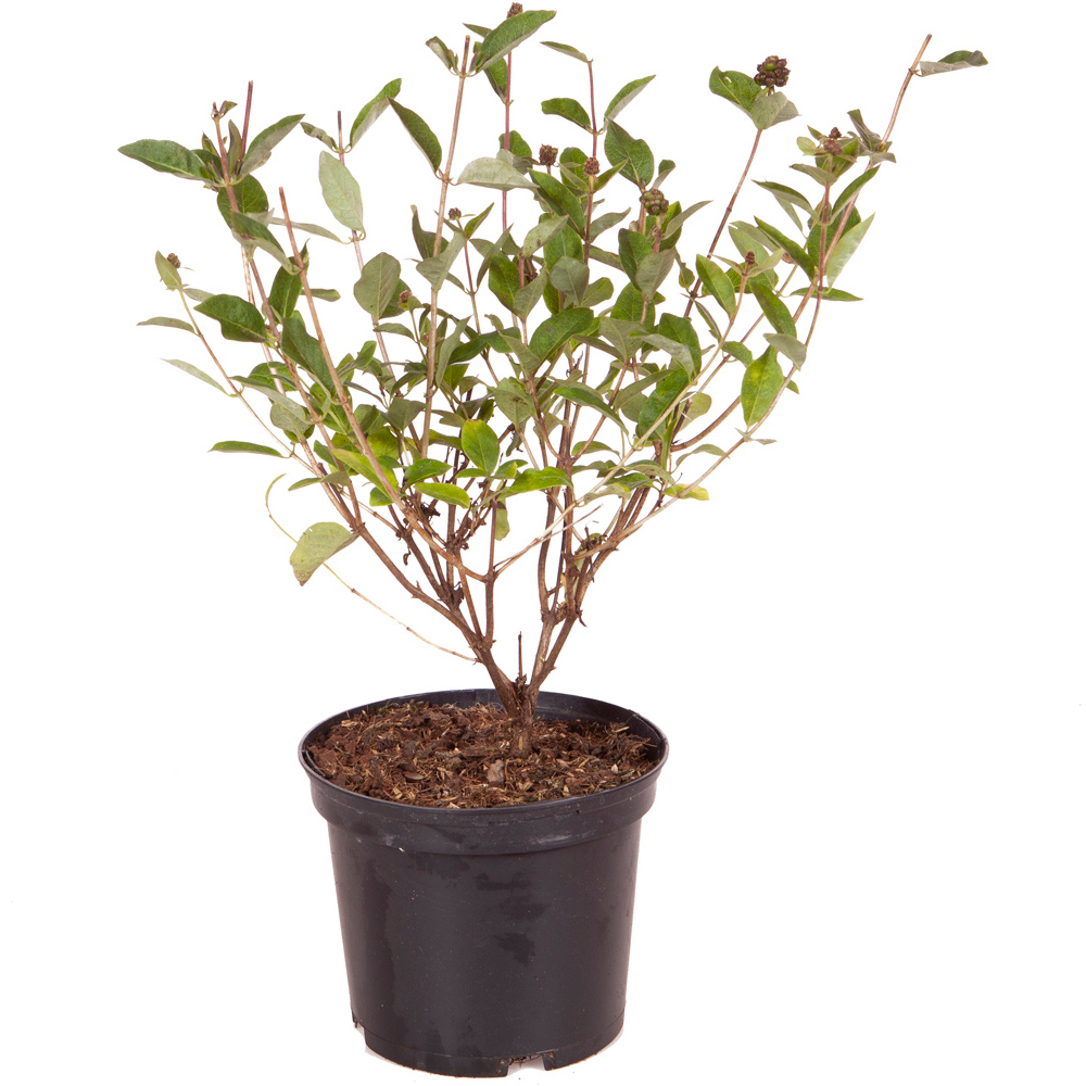 YouGarden Lonicera Belgica Plant Pot Image 2