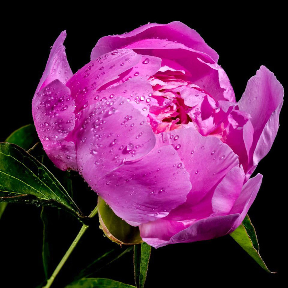 Thompson and Morgan Paeonia Purple Peony Tree Pot 12cm 2 Pack Image 2