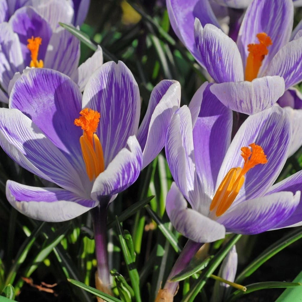 Thompson and Morgan Crocus Dutch Striped Planting Bulb 20 Pack Image 3
