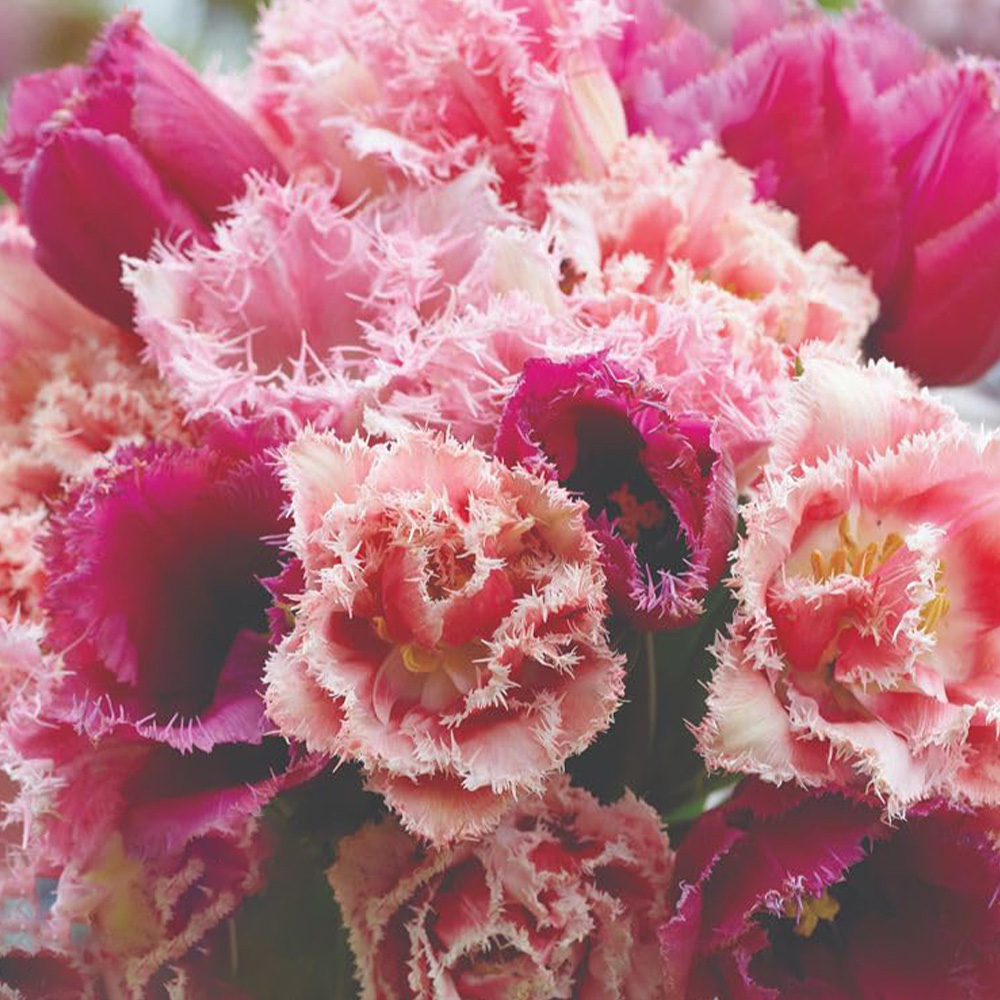 Thompson and Morgan Tulip Florist's Treat Mixed Bulbs 8 Pack Image 1