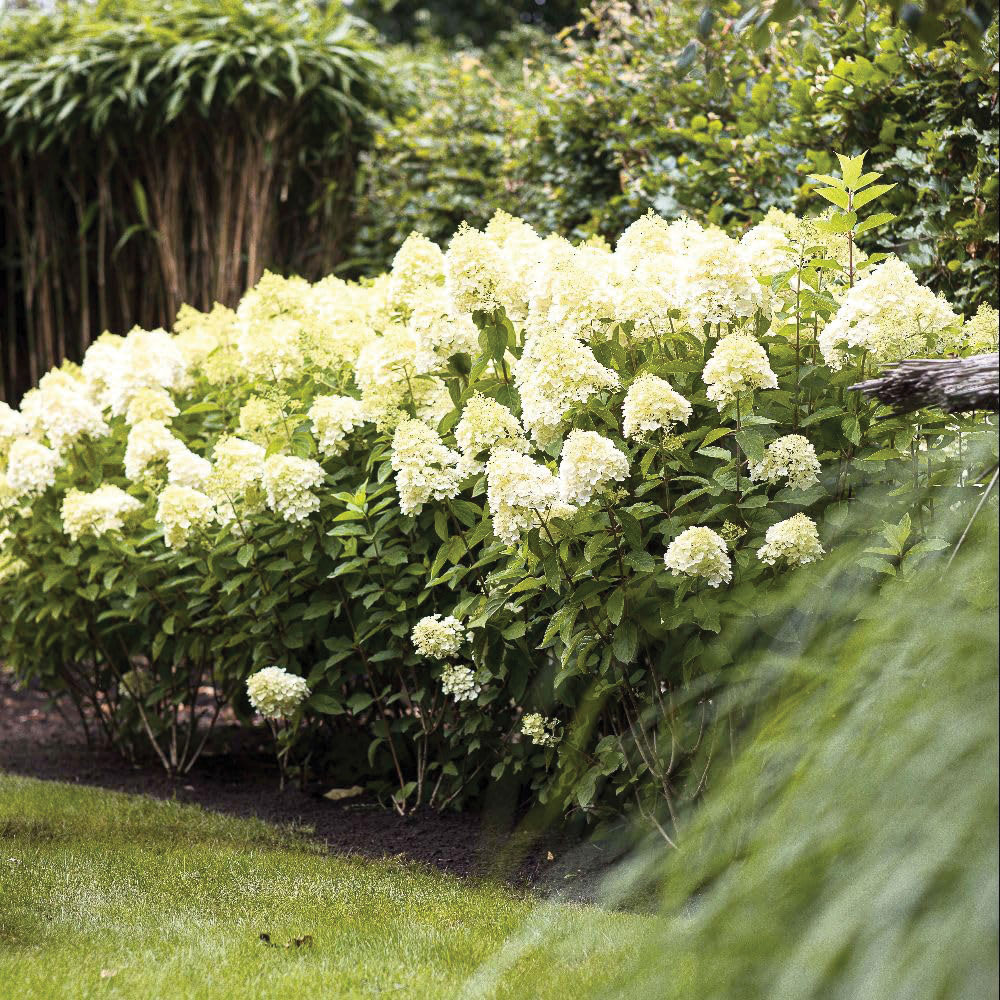 Thompson & Morgan Hydrangea Paniculata Living Summer Snow Plant Pot 12cm Image 3