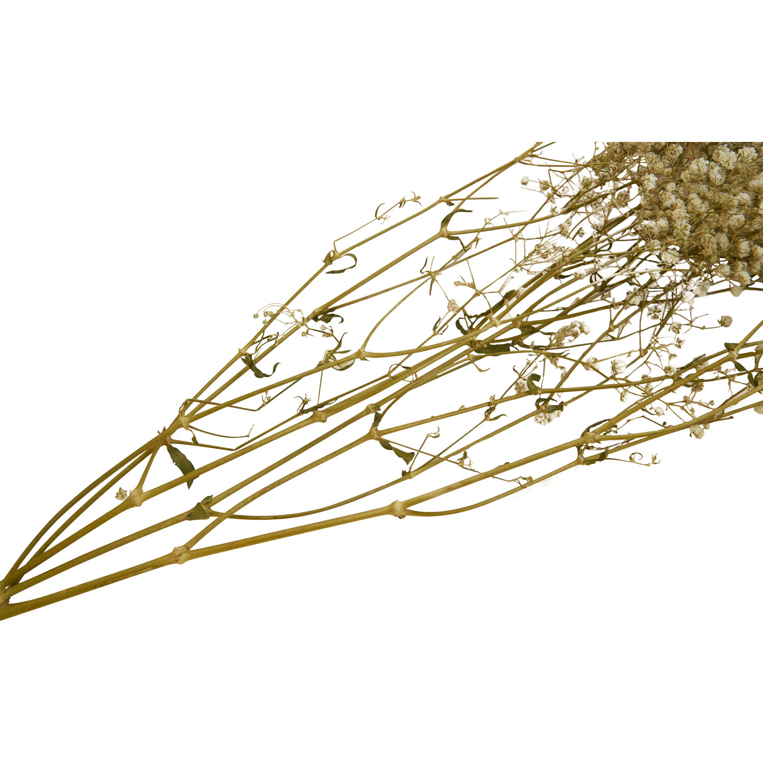 Dried Gypsophila Bouquet - Natural Image 3
