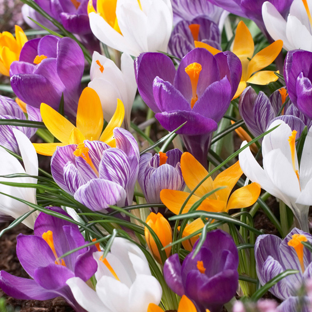 wilko Species Crocus Multicolour Planting Bulb 30 Pack Image 1