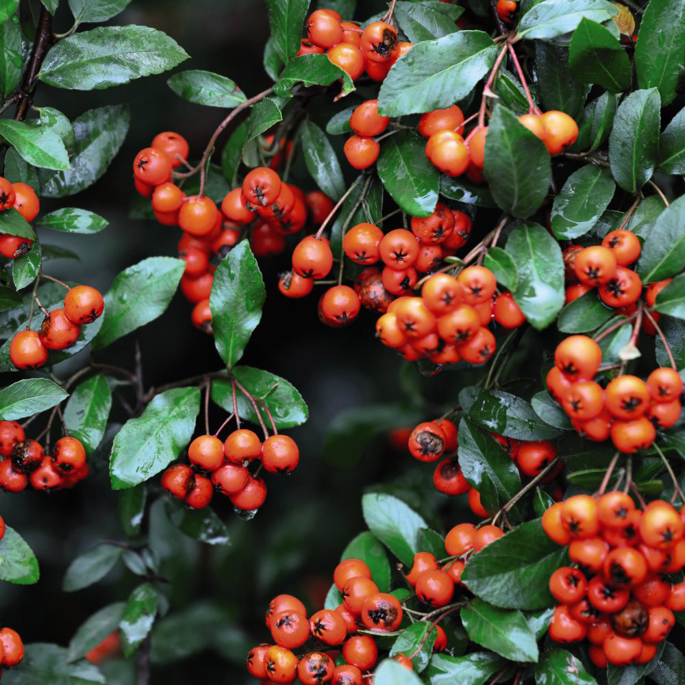 Thompson and Morgan Pyracantha Orange Glow Plant Pot 3L Image 3