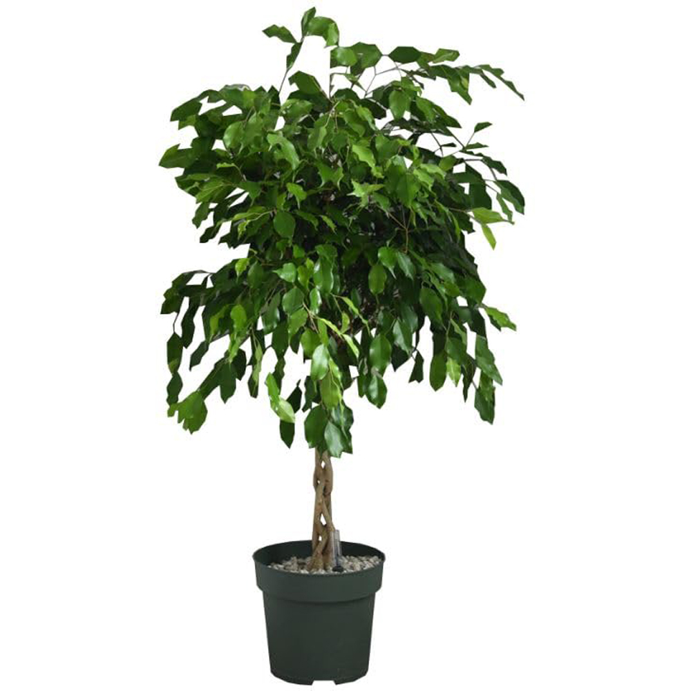 Thompson and Morgan Ficus Benjamina Exotica Braided Stem Plant Pot 27cm 2 Pack Image 2