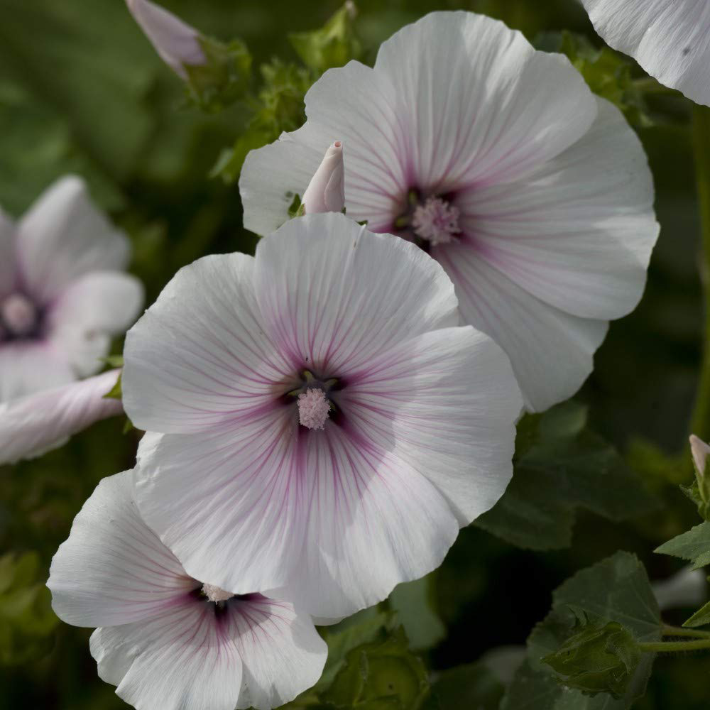 Thompson & Morgan Lavatera Dwarf Pink Blush Seeds Image 3