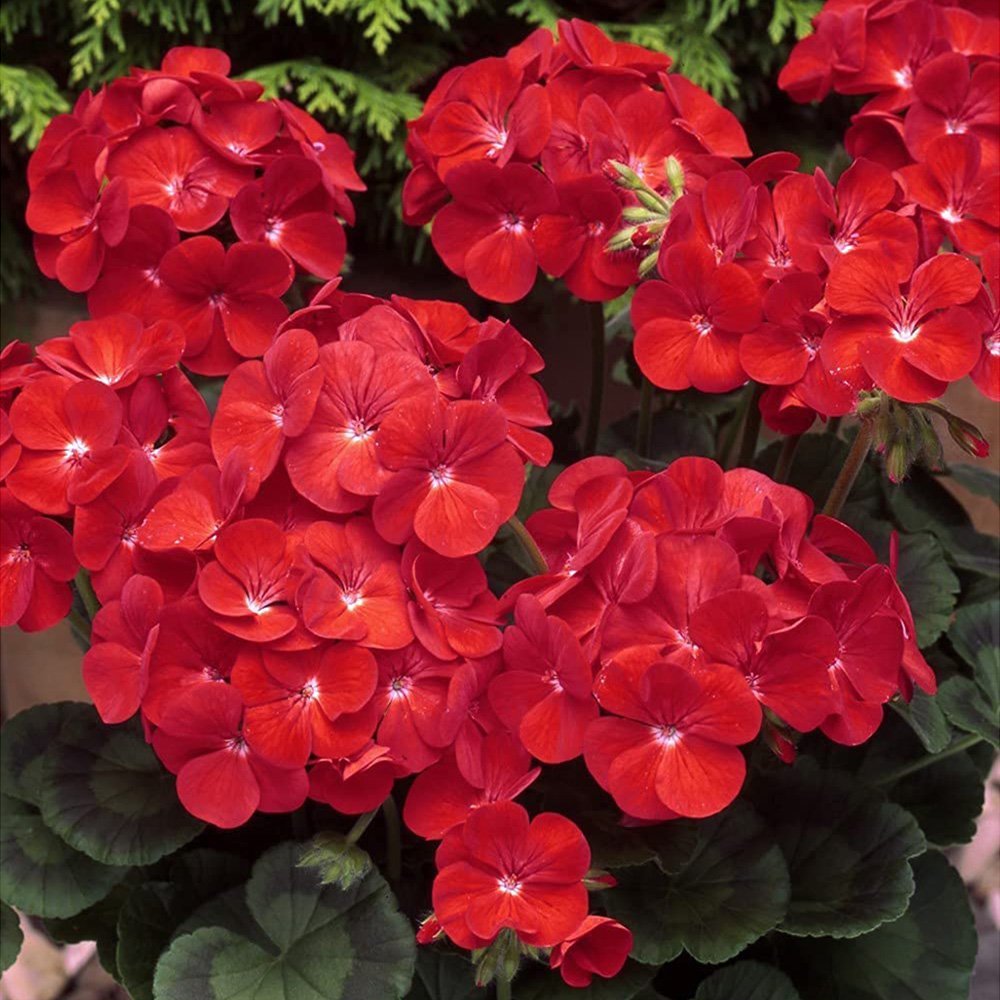 Thompson and Morgan Geranium Best Red Garden Ready Plant 15 Pack Image 3