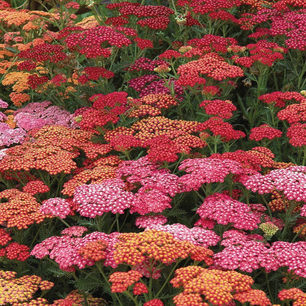 Thompson and Morgan Achillea Summer Berries Plant Pot 9cm 3 Pack  Image 1