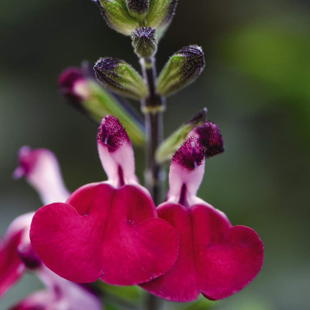 Thompson and Morgan Salvia Cherry Lips Plant Pot 9cm Image 2