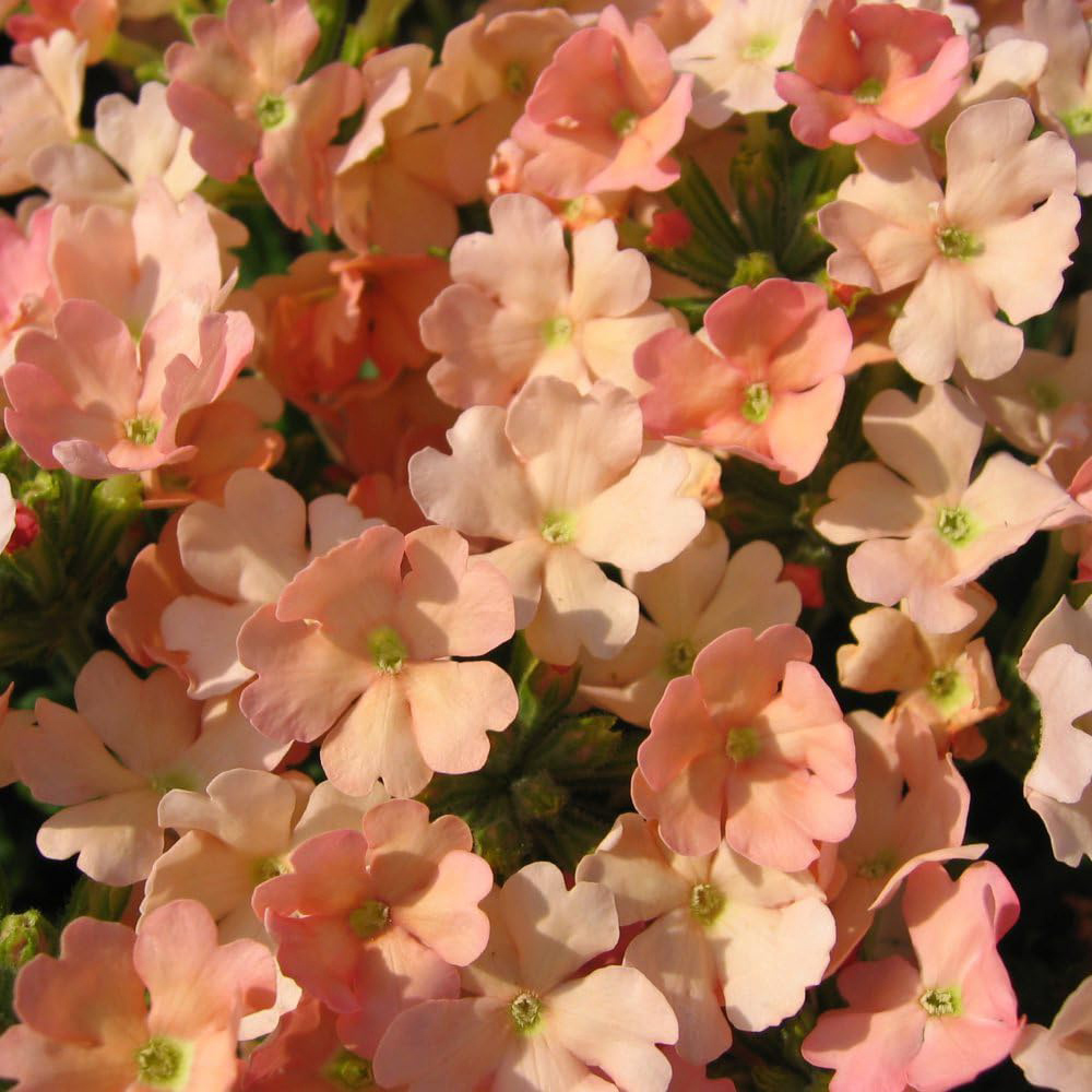 Thompson and Morgan Verbena Peach Picotee Garden Ready Plant 30 Pack Image 1