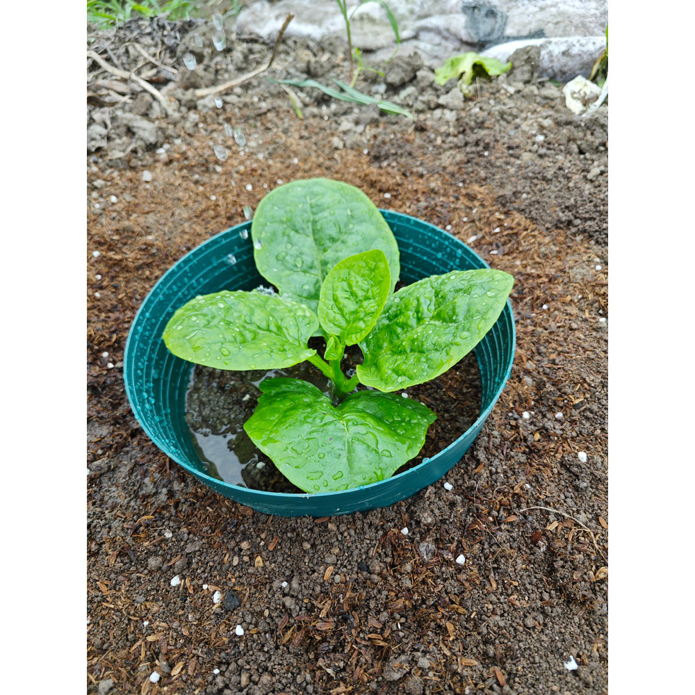 Avilo Watering Irrigation Rings 5 Pack Image 3
