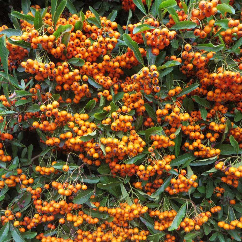 Thompson and Morgan Evergreen Shrub Trio Plant Pot 9cm 3 Pack Image 5