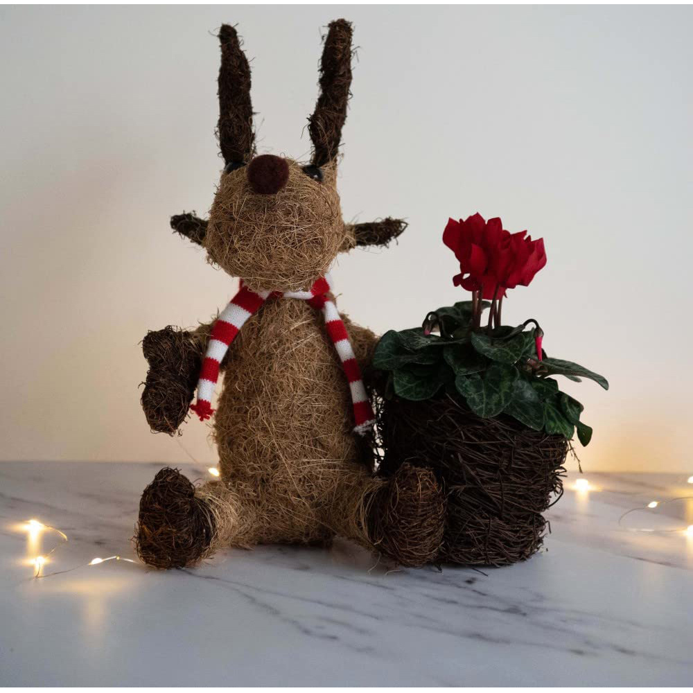 Thompson and Morgan Christmas Gift Cyclamen Red Plant in Cocoa Moose Planter 9cm Image 6