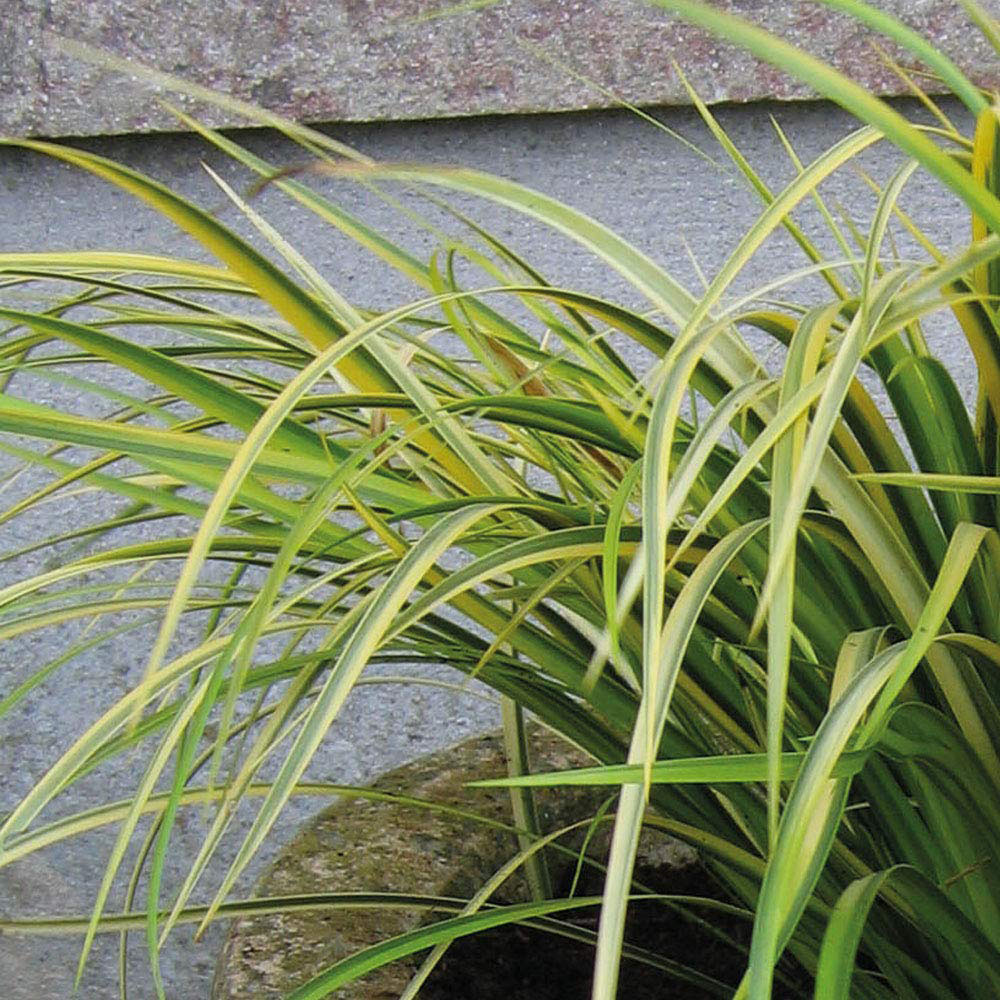 Thompson and Morgan Grass Acorus Gramineus Ogon Plant Pot 9cm Image 2