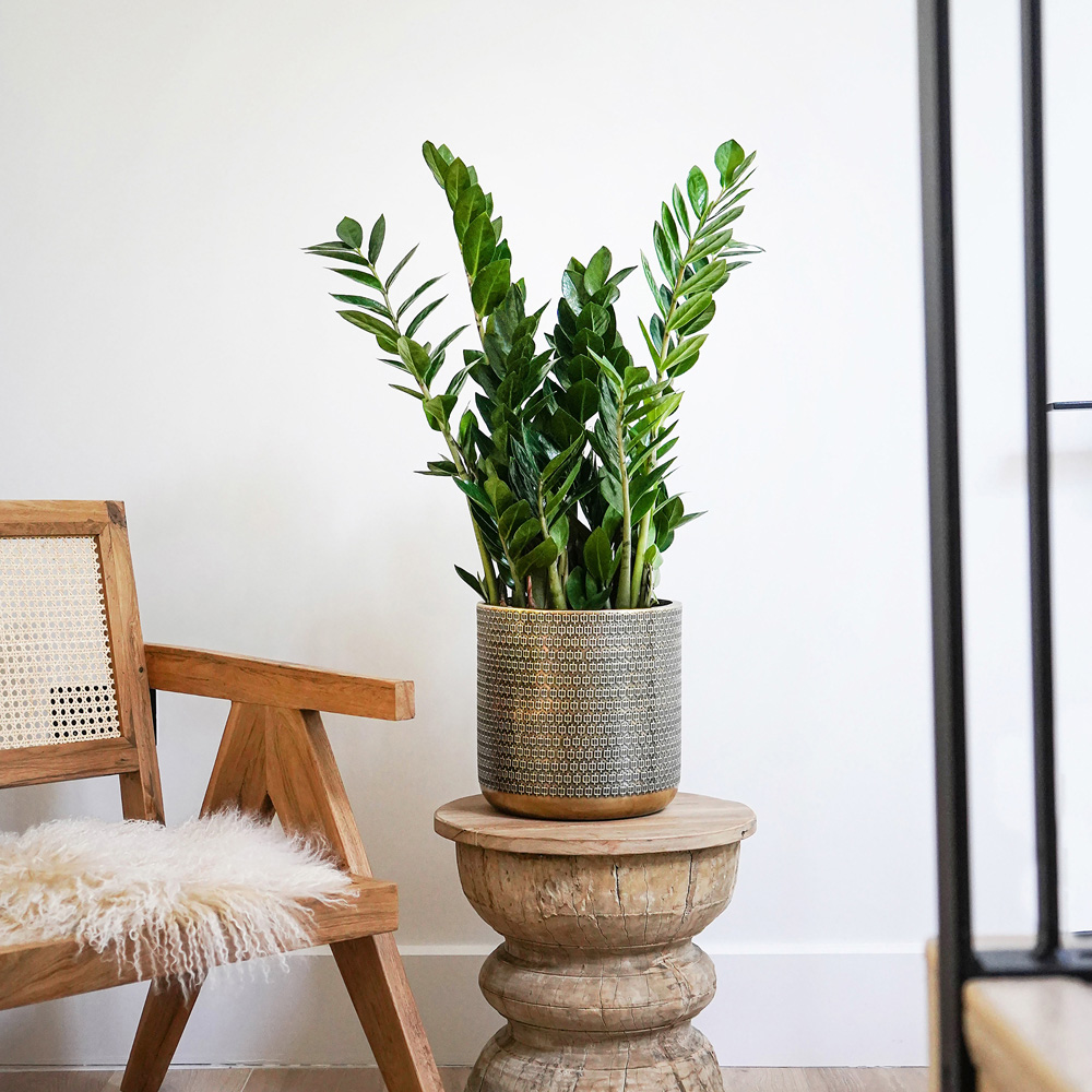 Ivyline Solis Gold Embossed Planter 18 x 18cm Image 5