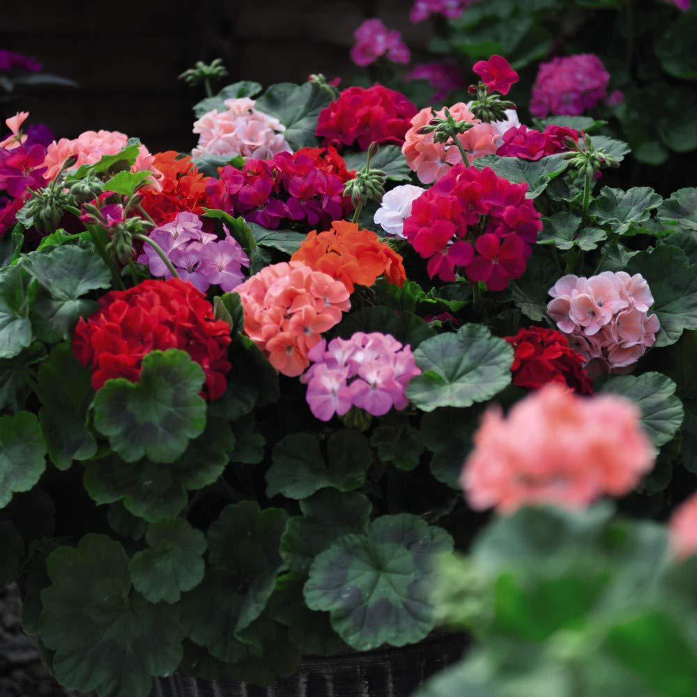 Thompson and Morgan Geranium Zonal JackPot Mixed Plant Plug 12 Pack Image 4
