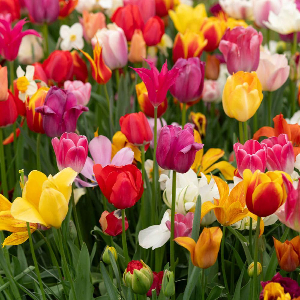 Thompson and Morgan Nurserymans Choice Tulip Planting Bulb 16 Pack Image 6