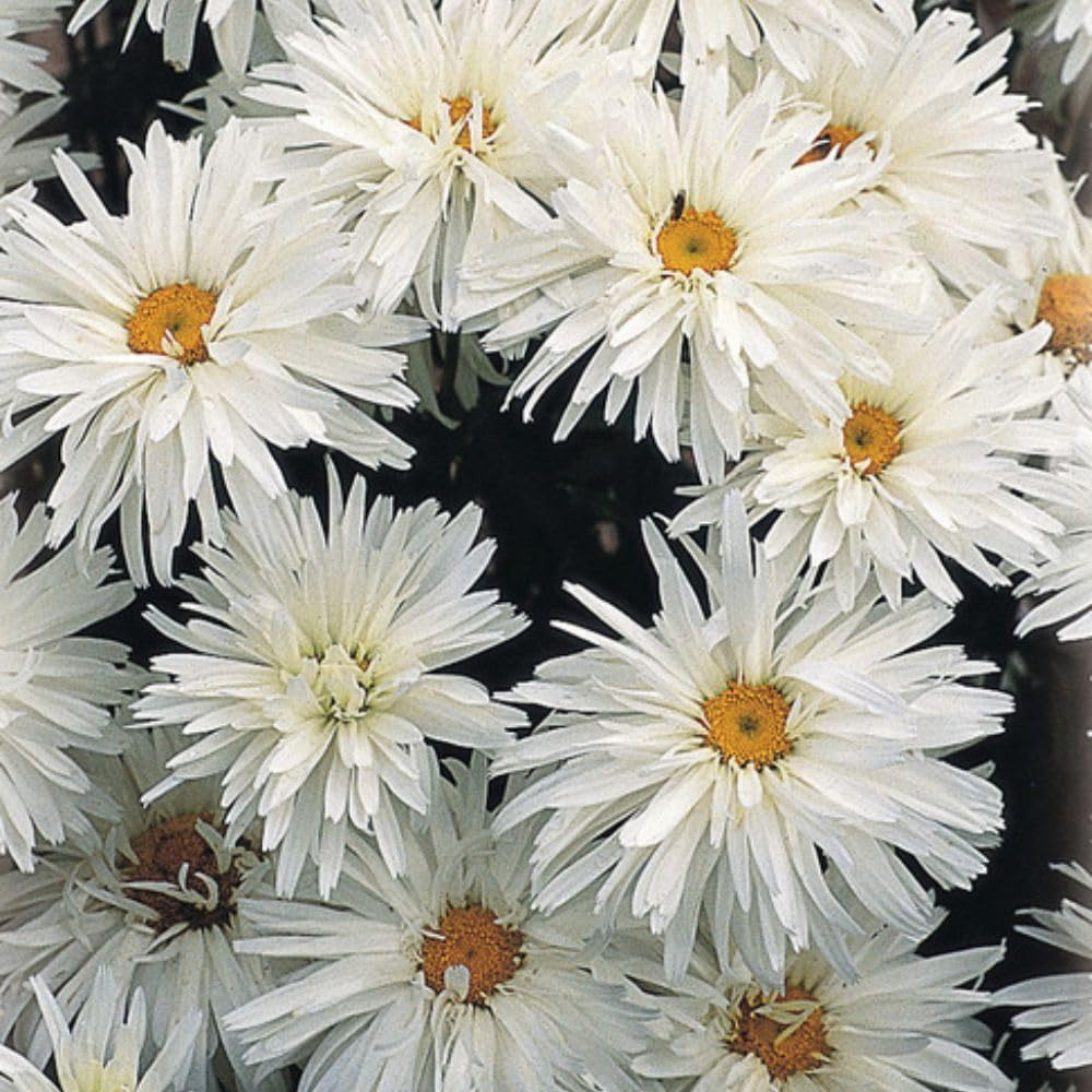 Thompson and Morgan Leucanthemum Crazy Daisy Plant Plugs 12 Pack Image 3